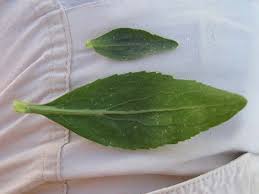 Attēlu rezultāti vaicājumam “Lepidium latifolium leaf”