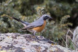 Image result for Irania gutturalis