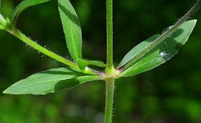 Attēlu rezultāti vaicājumam “Silene viscaria leaf”