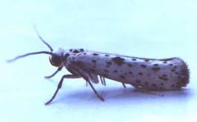 Attēlu rezultāti vaicājumam “Yponomeuta plumbella”