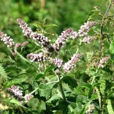 Attēlu rezultāti vaicājumam “Mentha spicata flower”