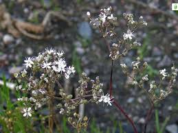 Attēlu rezultāti vaicājumam “Gypsophila fastigiata flower”