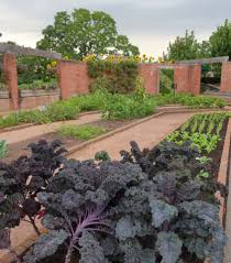 Attēlu rezultāti vaicājumam “Helianthus annuus fruit”
