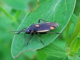 Attēlu rezultāti vaicājumam “Capsodes gothicus”