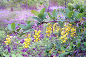 Attēlu rezultāti vaicājumam “Berberis vulgaris”