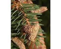 Attēlu rezultāti vaicājumam “Picea abies fruit”