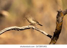 Attēlu rezultāti vaicājumam “Phylloscopus collybita adult”