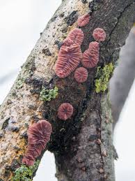 Attēlu rezultāti vaicājumam “Cytidia salicina”