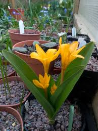 Attēlu rezultāti vaicājumam “Colchicum luteum flower”