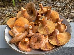 Attēlu rezultāti vaicājumam “Lactarius deliciosus”