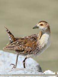 Image result for Porzana pusilla