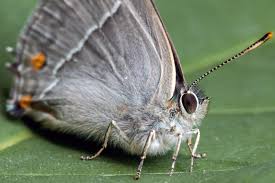 Attēlu rezultāti vaicājumam “Favonius quercus”