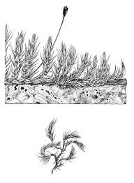 Attēlu rezultāti vaicājumam “Homalothecium sericeum”