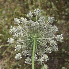 Attēlu rezultāti vaicājumam “Daucus carota subsp. carota fruit”