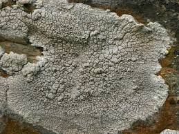 Attēlu rezultāti vaicājumam “Arthonia leucopellaea”