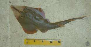 Image result for Glaucostegus cemiculus