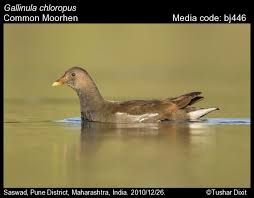 Attēlu rezultāti vaicājumam “Gallinula chloropus juvenile”