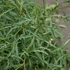 Image result for Diplotaxis tenuifolia