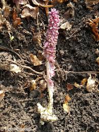 Attēlu rezultāti vaicājumam “Lathraea squamaria flower”