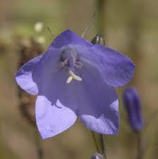 Attēlu rezultāti vaicājumam “Campanula rotundifolia”
