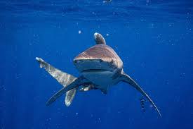 Image result for Carcharhinus longimanus