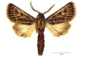 Attēlu rezultāti vaicājumam “Tholera decimalis female”