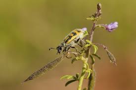 Attēlu rezultāti vaicājumam “Meloidae”