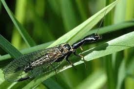 Attēlu rezultāti vaicājumam “Raphidia larva”