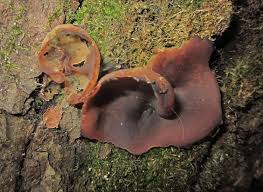 Attēlu rezultāti vaicājumam “Peziza varia”