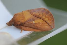 Attēlu rezultāti vaicājumam “Euthrix potatoria imago”