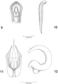 Attēlu rezultāti vaicājumam “Protapion sp.”
