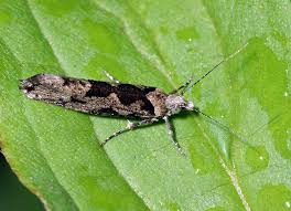 Attēlu rezultāti vaicājumam “Ypsolopha sequella”