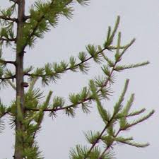 Attēlu rezultāti vaicājumam “Larix”