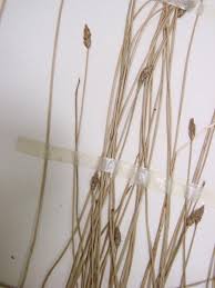 Attēlu rezultāti vaicājumam “Eleocharis uniglumis fruit”