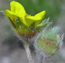 Attēlu rezultāti vaicājumam “Potentilla reptans bud”