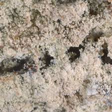 Attēlu rezultāti vaicājumam “Lepraria”