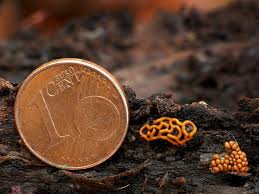 Attēlu rezultāti vaicājumam “Hemitrichia serpula macro”