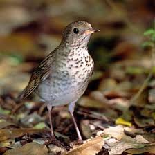 Image result for Catharus minimus