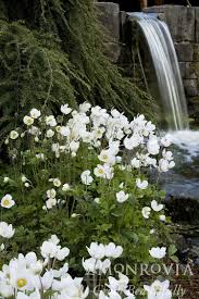 Attēlu rezultāti vaicājumam “Anemone sylvestris fruit”