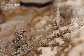 Attēlu rezultāti vaicājumam “Cicindela sylvatica imago”