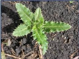 Attēlu rezultāti vaicājumam “Cirsium arvense leaf”