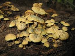 Attēlu rezultāti vaicājumam “Gymnostomum aeruginosum”