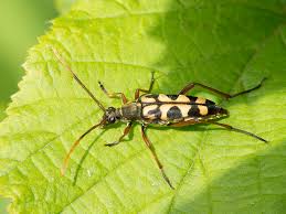 Attēlu rezultāti vaicājumam “Leptura annularis”
