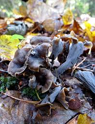 Attēlu rezultāti vaicājumam “Cratarellus cornucopioides”