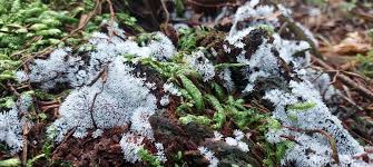 Attēlu rezultāti vaicājumam “Trichia crateriformis stalked”