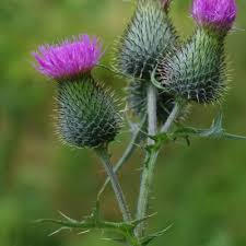 Attēlu rezultāti vaicājumam “Cirsium x rigens flower”