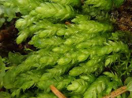 Attēlu rezultāti vaicājumam “Plagiothecium cavifolium”