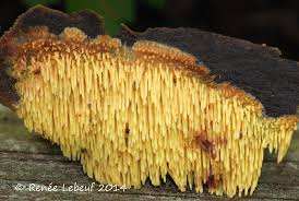 Attēlu rezultāti vaicājumam “Sarcodontia crocea”