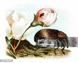 Attēlu rezultāti vaicājumam “Anthonomus pomorum”