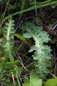 Attēlu rezultāti vaicājumam “Pedicularis sceptrum-carolinum leaf”